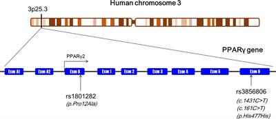 G Allele of the rs1801282 Polymorphism in PPARγ Gene Confers an Increased Risk of Obesity and Hypercholesterolemia, While T Allele of the rs3856806 Polymorphism Displays a Protective Role Against Dyslipidemia: A Systematic Review and Meta-Analysis